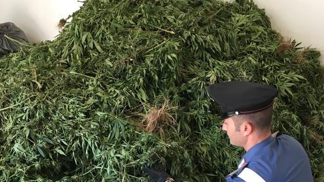 Pastori di Birori sorpresi con 400 chili di marijuana 