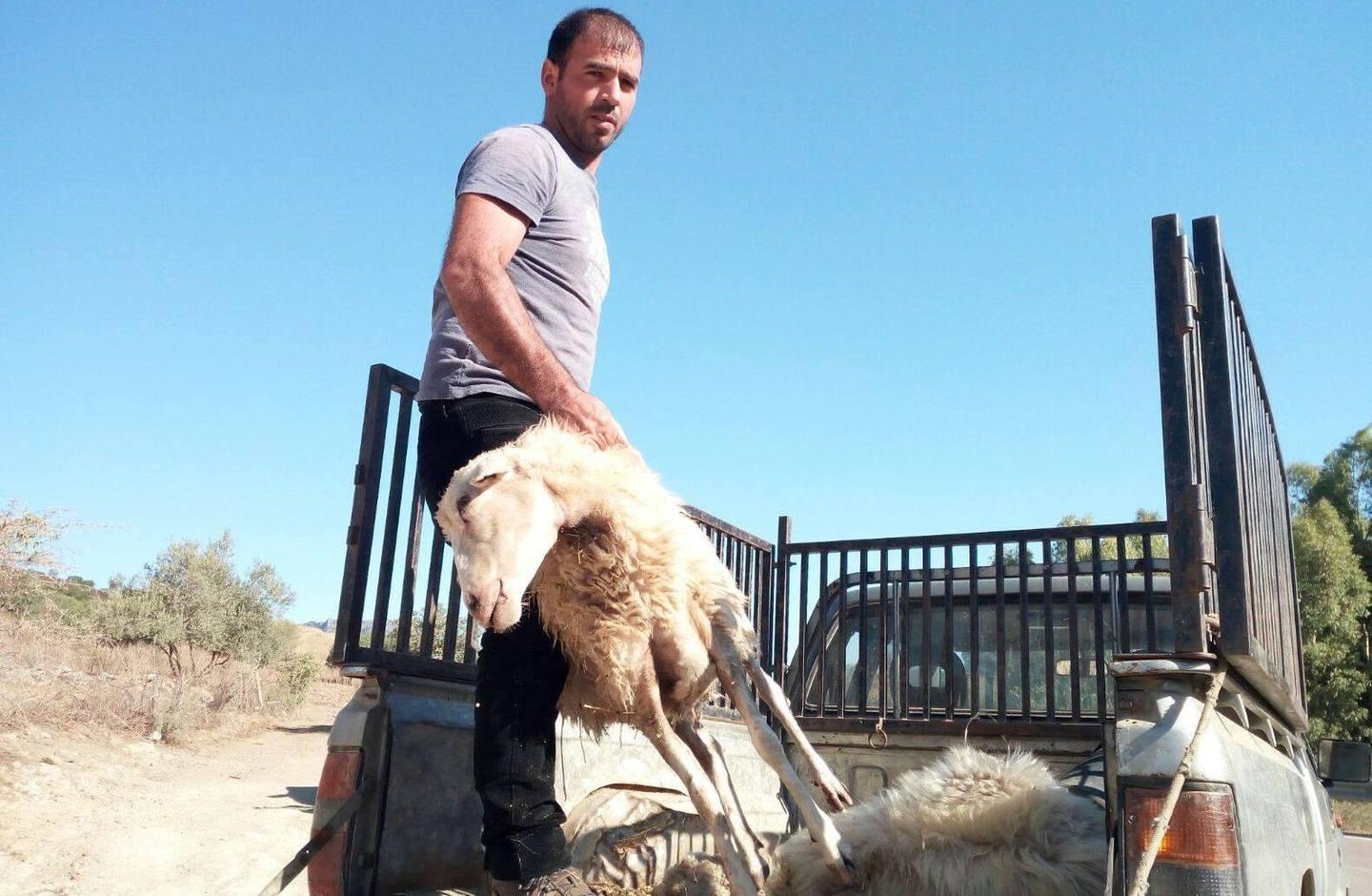 Emergenza lingua blu: Ats invia i veterinari 