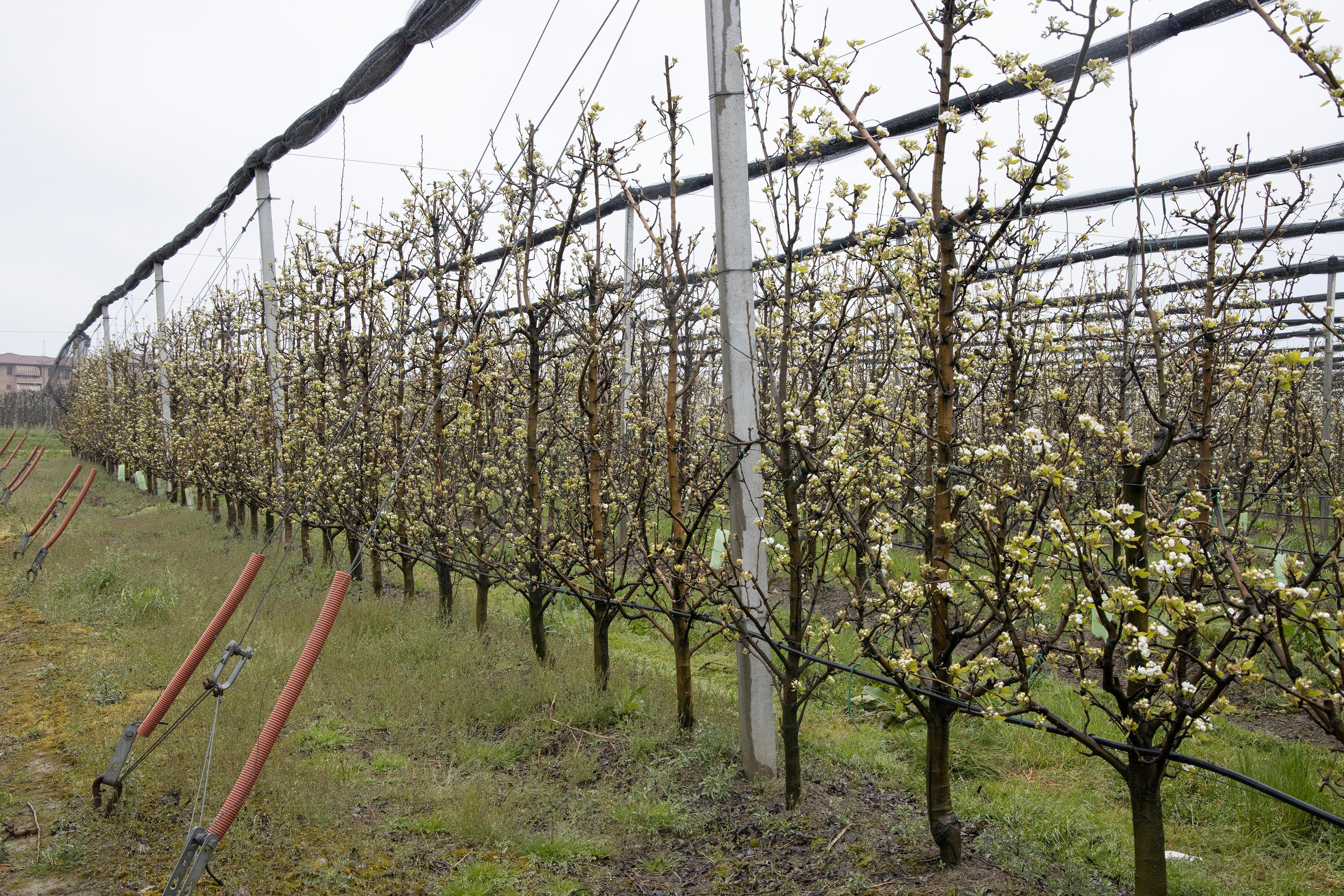 Gelate primaverili, ecco i fondi regionali
