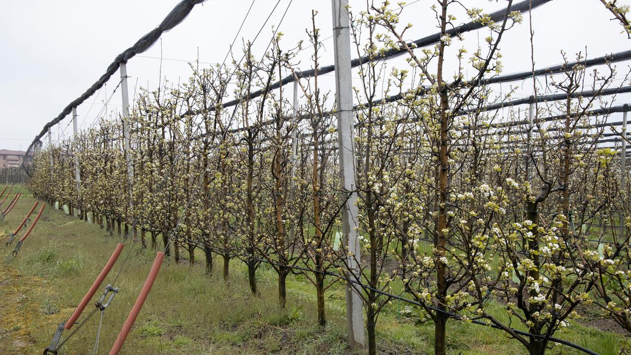 Gelate primaverili, ecco i fondi regionali