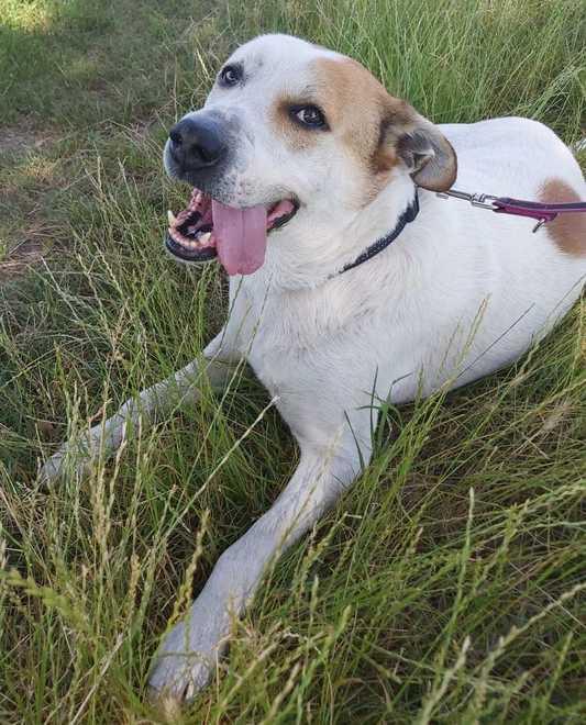 Charlie abbandonato due volte Adesso ha bisogno di una casa 