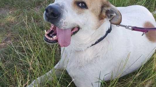 Charlie abbandonato due volte Adesso ha bisogno di una casa