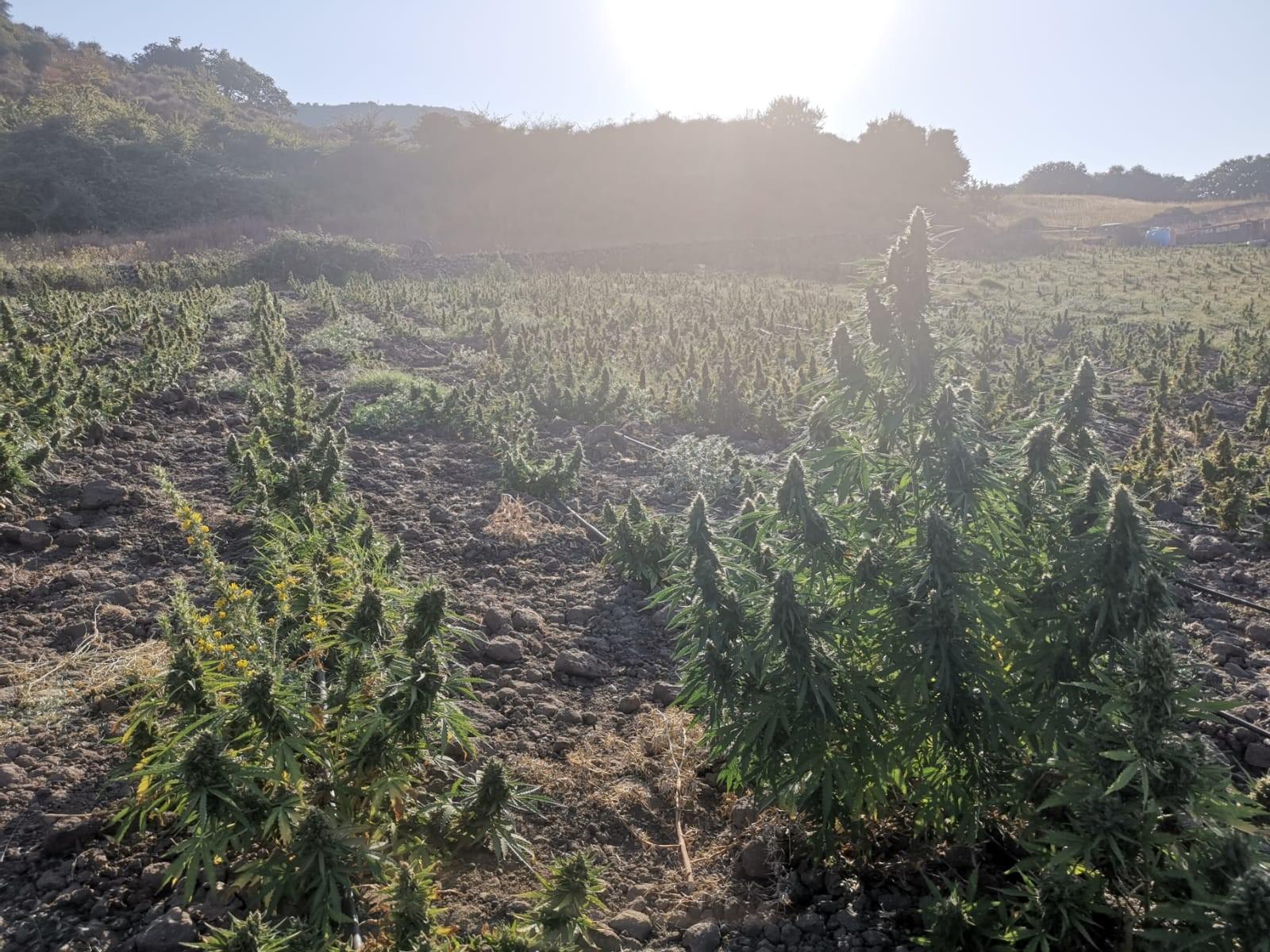 Siligo, in un terreno scoperte 3600 piante di marijuana: allevatore denunciato 