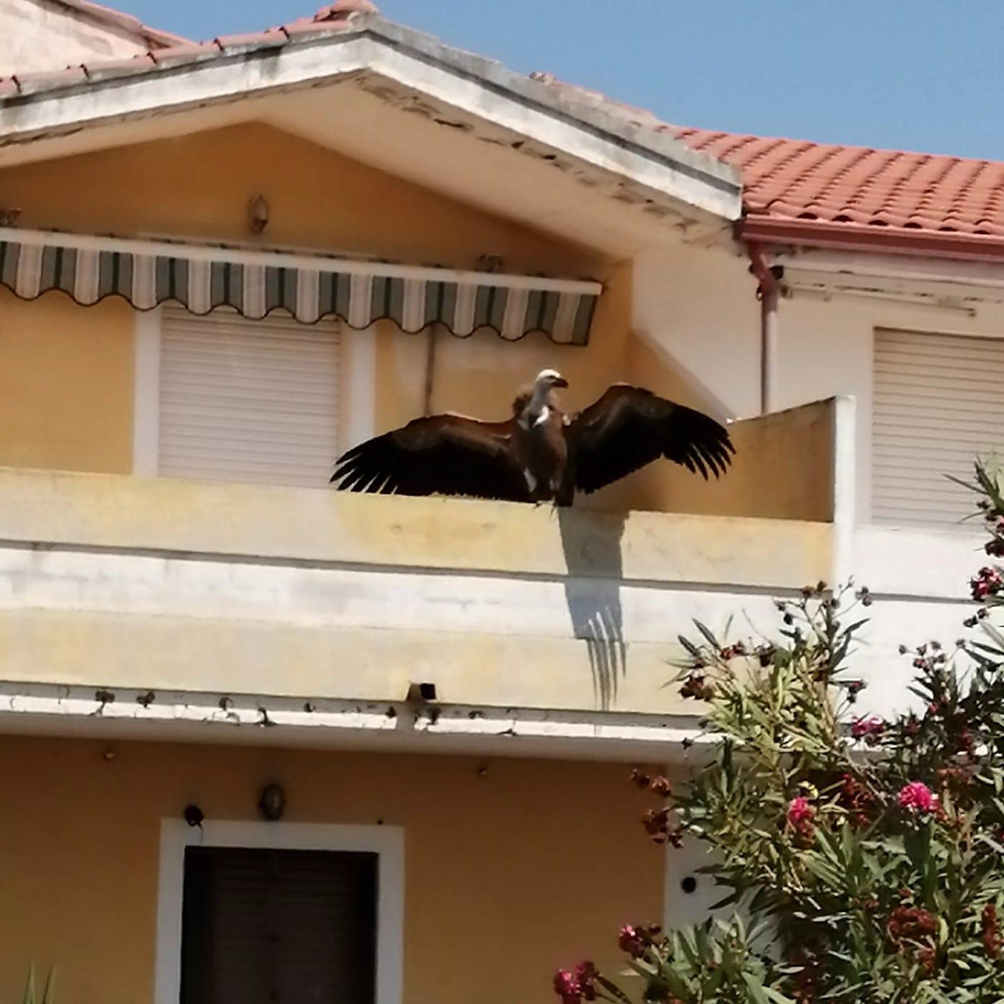 Il grifone sul terrazzo di una villetta a Bosa Marina