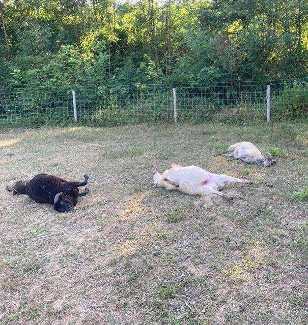 Allevatori in allarme «Troppo frequenti gli attacchi al gregge da lupi scesi a valle» 