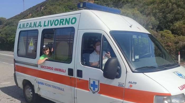 In campo anche i volontari: «Le evitiamo con il dialogo»