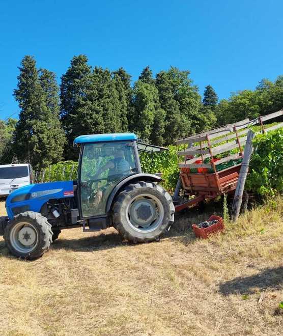 Vendemmia anticipata nella tenuta Pancrazi 