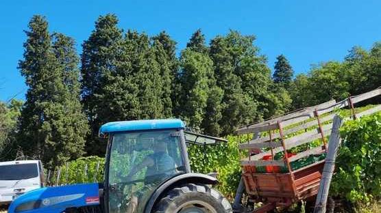Vendemmia anticipata nella tenuta Pancrazi