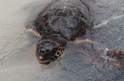 Come salvare tartarughe Le nozioni di base nel corso di Delta Rescue