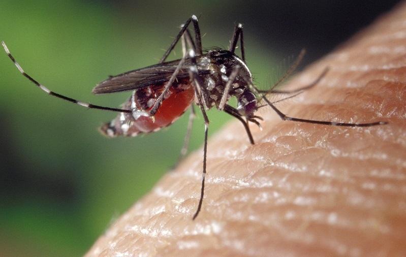 Due casi di West Nile ad Alghero e a Ozieri, i consigli dell'Ats