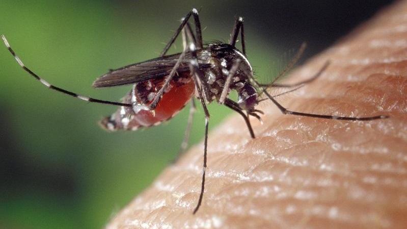 Ricompare la malaria, a Sassari un nuovo caso