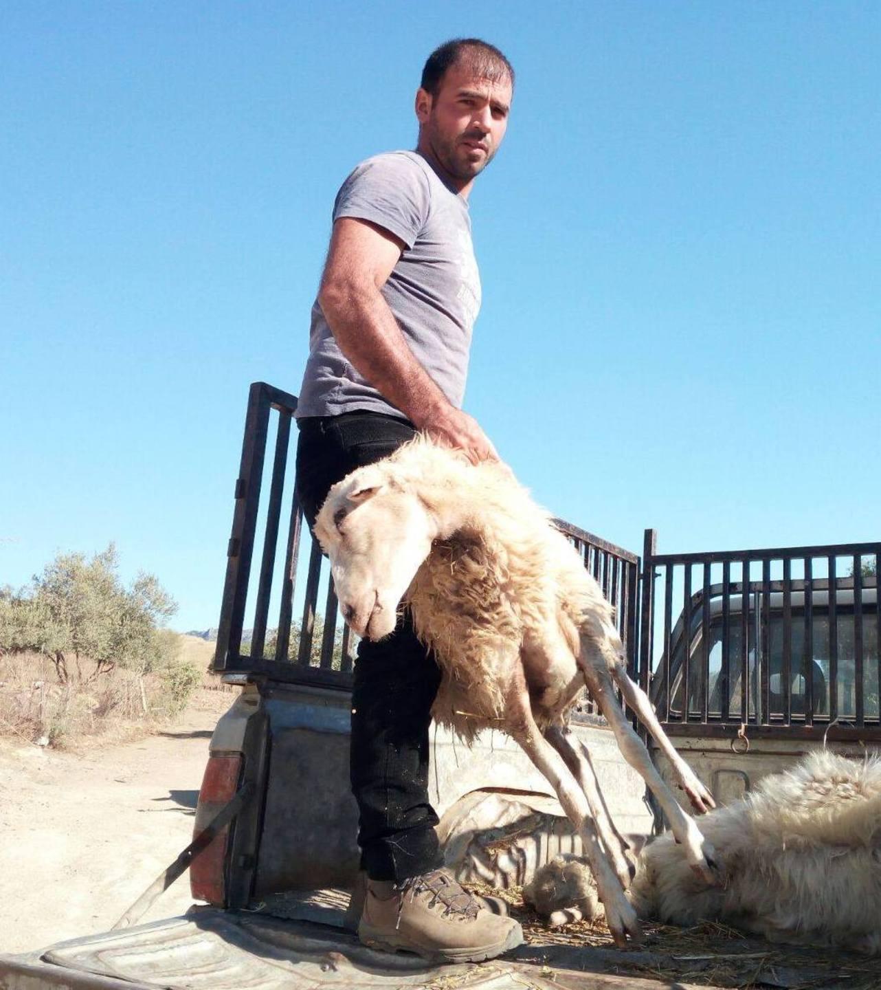 Lingua blu scoppia il caso dei veterinari “in prestito” 