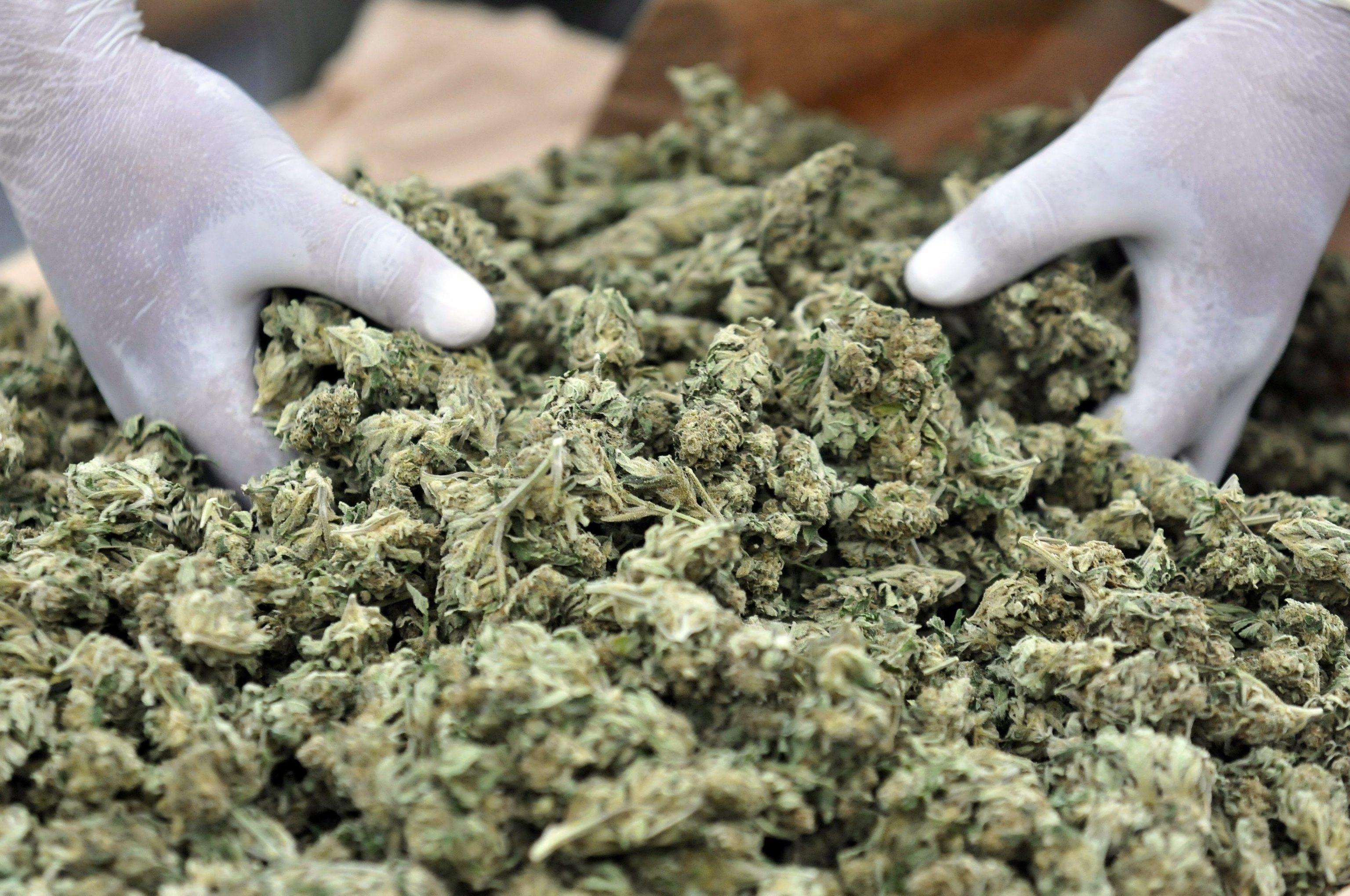 Droga, la marijuana a Ferrara domina il mercato dello spaccio 
