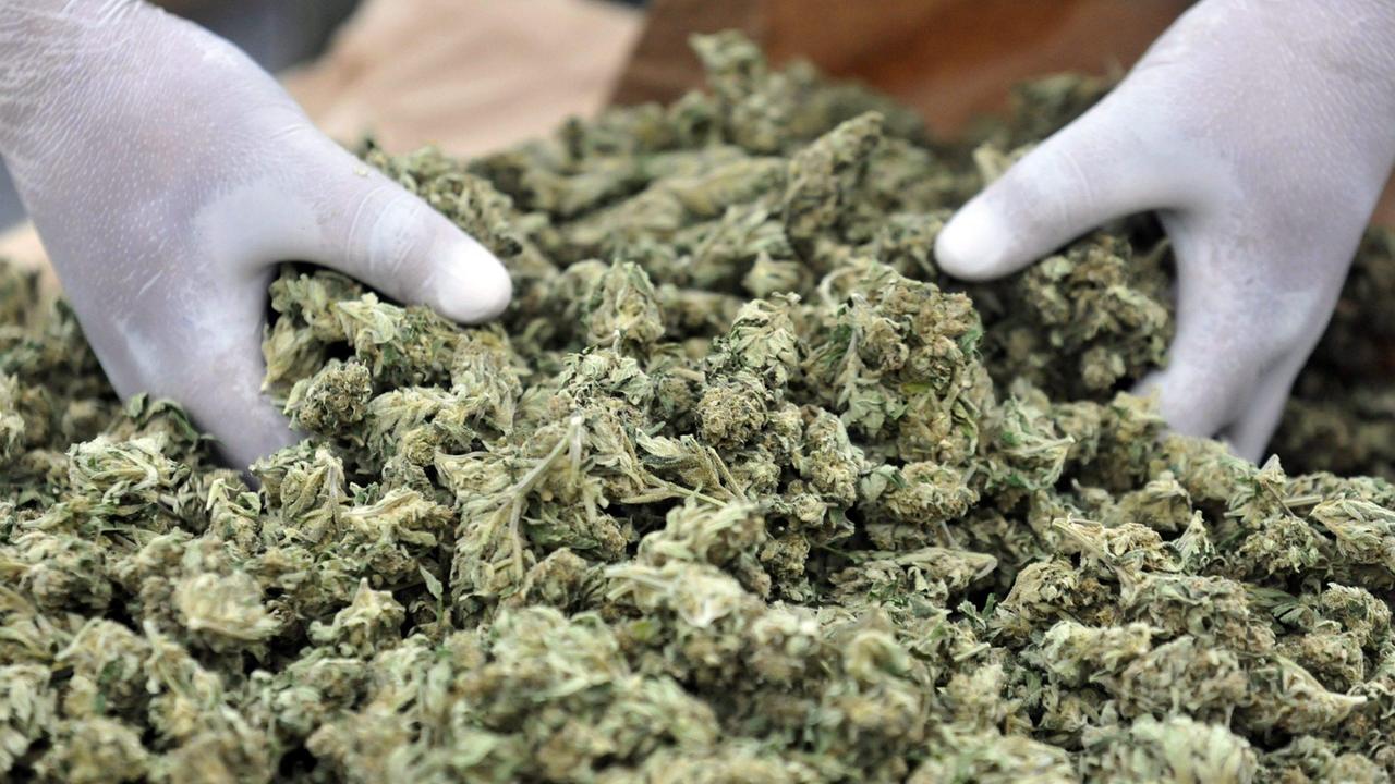 Droga, la marijuana a Ferrara domina il mercato dello spaccio