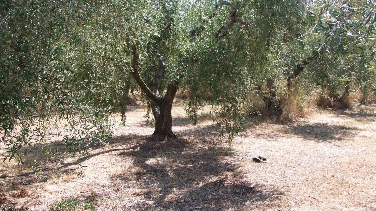 Il punto dove è stato ritrovato il cadavere (Paolo Barlettani)