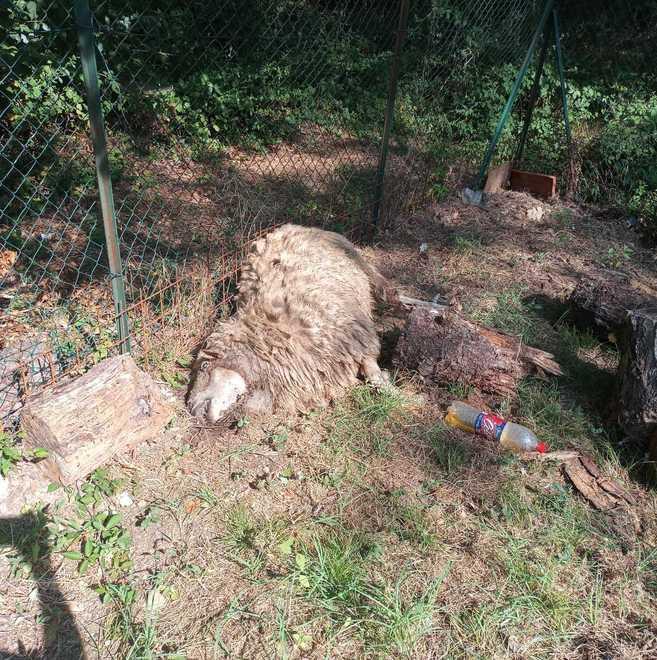 Pecore sbranate nel giardino di casa: «C'è un branco di lupi in giro» 