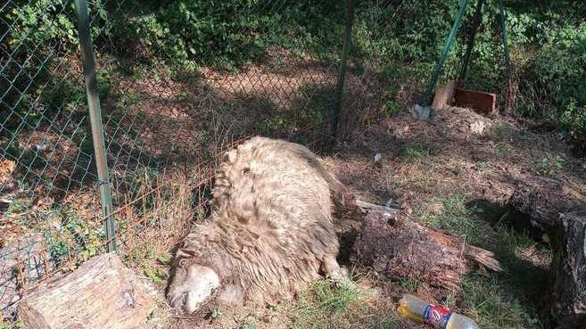 Pecore sbranate nel giardino di casa: «C'è un branco di lupi in giro»