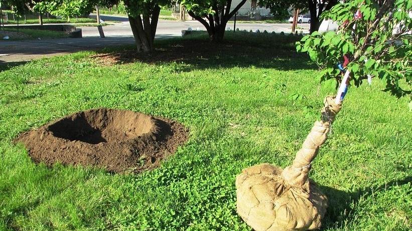Tre boschi urbani e 560 nuovi alberi. Dalla Regione arrivano 13mila euro