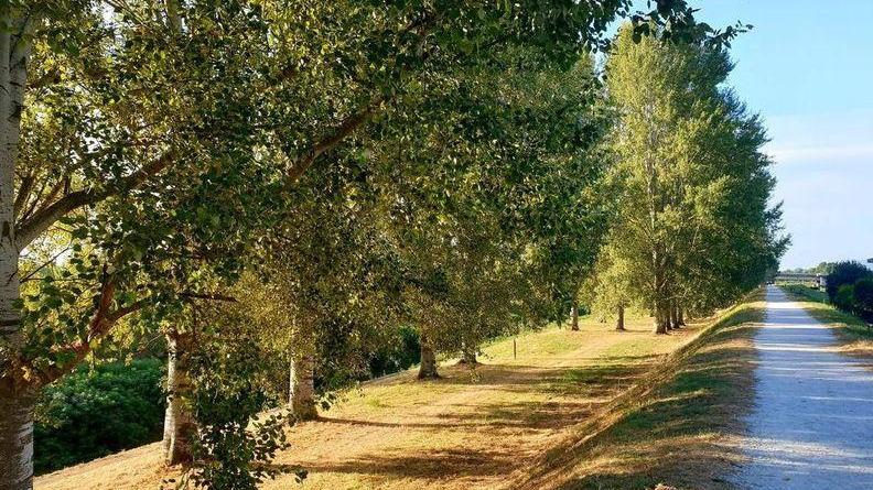 Le piante “assetate” e il verde pubblico I piani del Comune