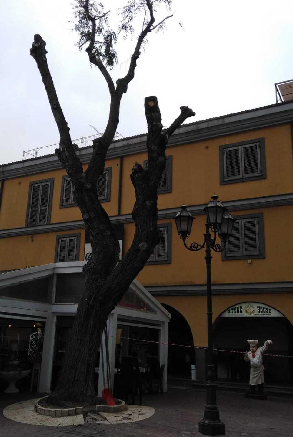 Piazza Garibaldi, rimossi i rami pericolanti