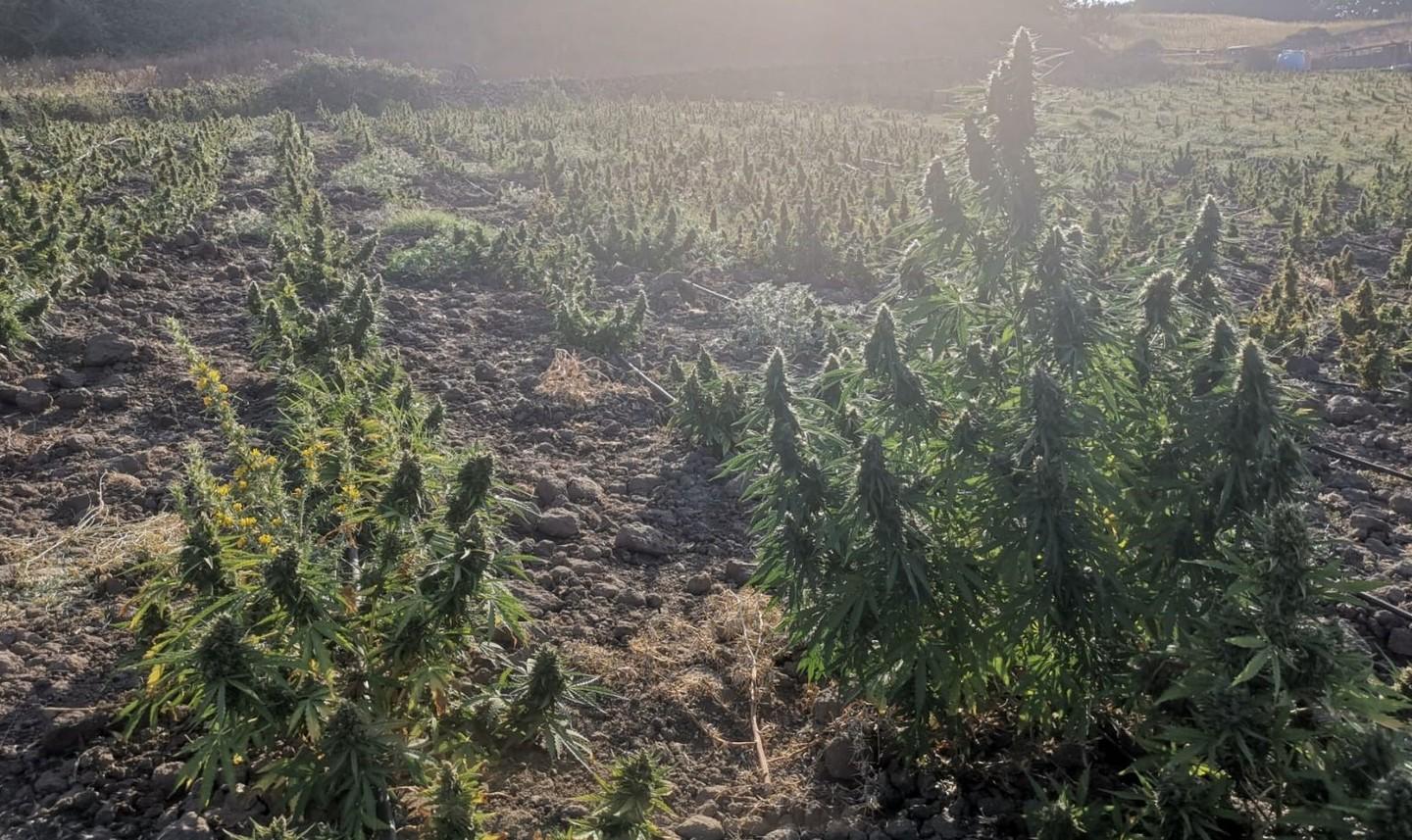Siligo, 3600 piante di canapa in azienda: denunciato allevatore
