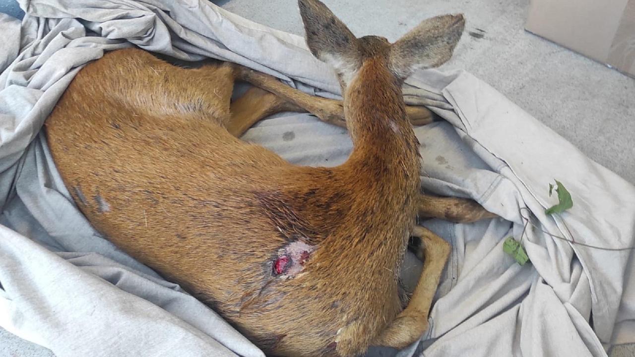 La cerbiatta ferita recuperata al Limoncino