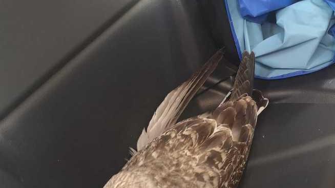 Gabbiano ferito a un’ala soccorso dalla polizia e portato dal veterinario