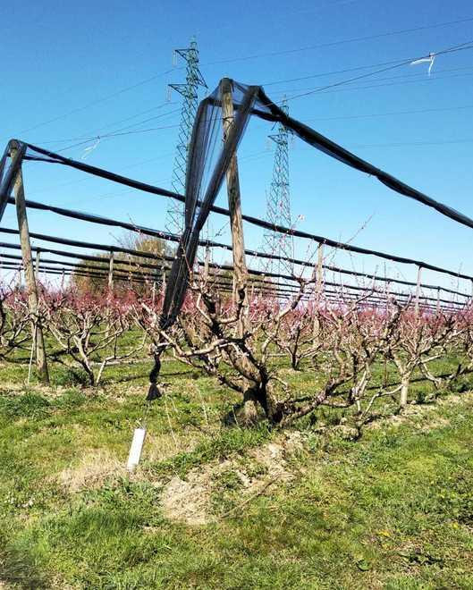Difendersi dalle gelate La Regione stanzia un fondo per le aziende