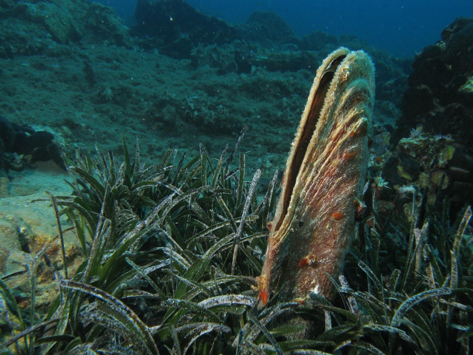 Un nacchera di mare sul fondale