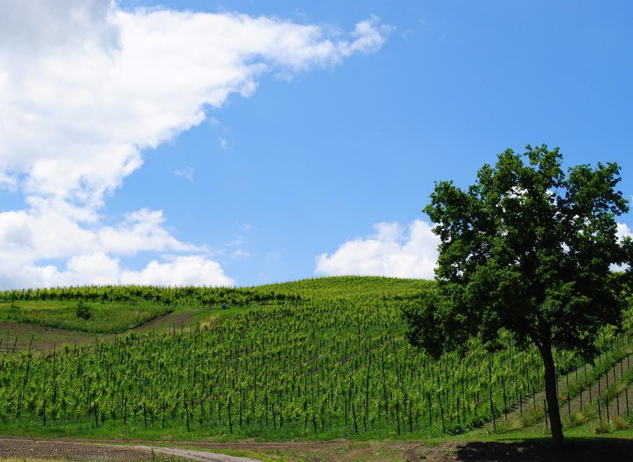 «Colline matildiche ed enogastronomia possono rilanciare il turismo reggiano» 