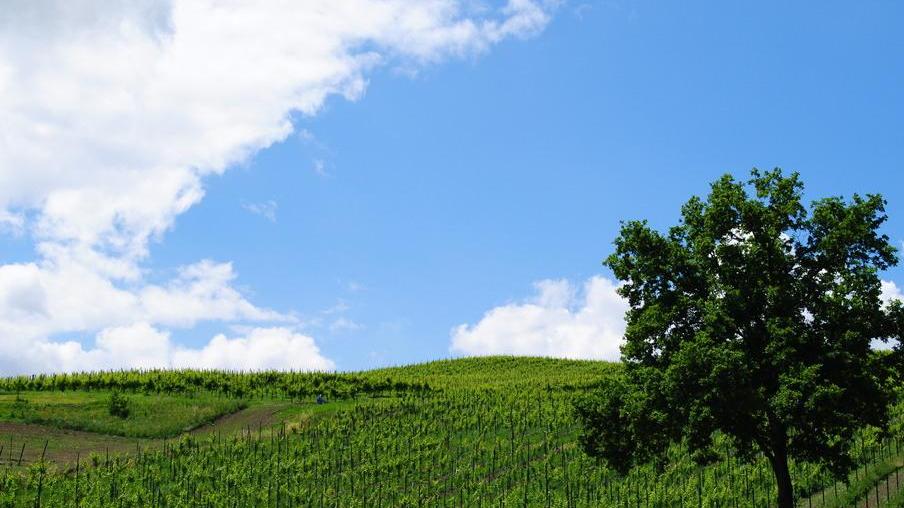 «Colline matildiche ed enogastronomia possono rilanciare il turismo reggiano»