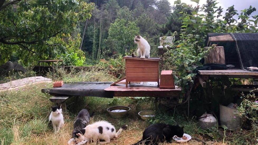 Nove gatti da sfamare: la catena di solidarietà corre attraverso i social