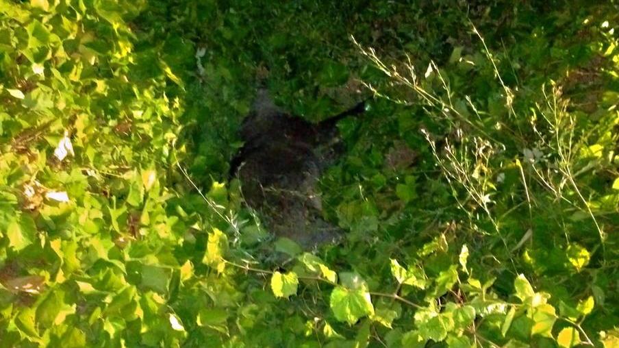 Lo strazio della madre «Mio figlio è volato in cielo per colpa di un dannato animale»