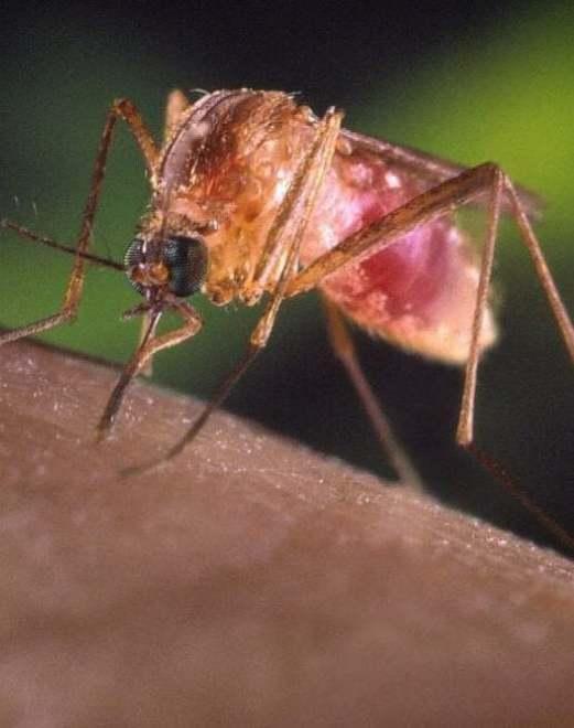 West Nile, resta l’obbligo di trattamenti contro le zanzare