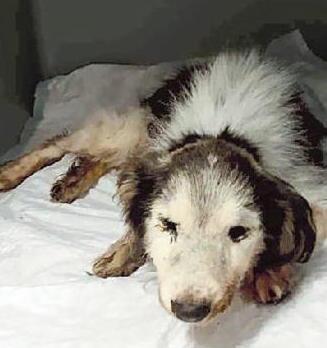 Gettò il cane malato nel cassonetto dei rifiuti a Terricciola: respinta l’archiviazione 