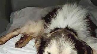 Gettò il cane malato nel cassonetto dei rifiuti a Terricciola: respinta l’archiviazione