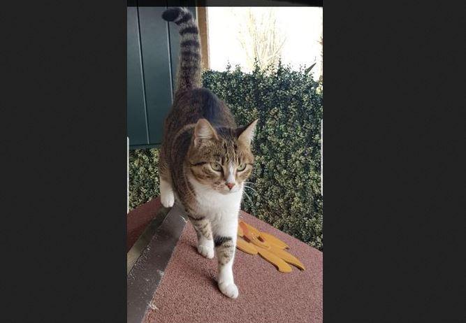 Baura, scomparsa gattina. I proprietari: aiutateci, siamo disperati
