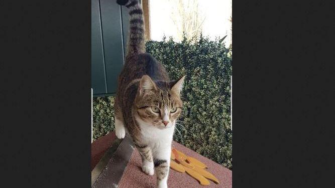 Baura, scomparsa gattina. I proprietari: aiutateci, siamo disperati