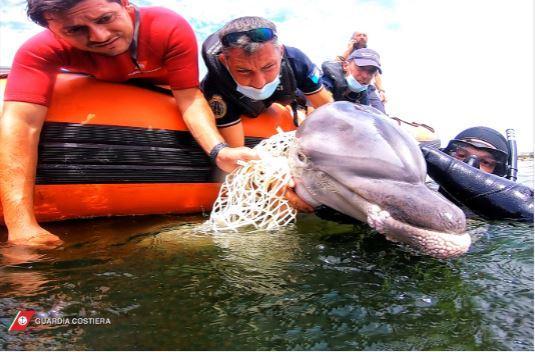 Gli operatori della Guardia costiera liberano il piccolo delfino dal groviglio di reti (foto Mario Rosas)