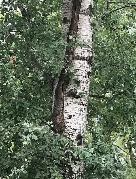 Al parco Massari 5 alberi da abbattere