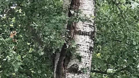 Al parco Massari 5 alberi da abbattere