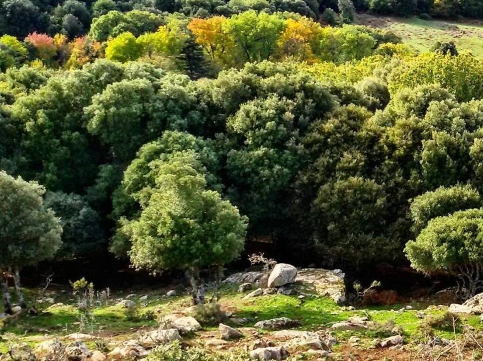 «Evaporati i 450mila euro per Sa linna sicca» 