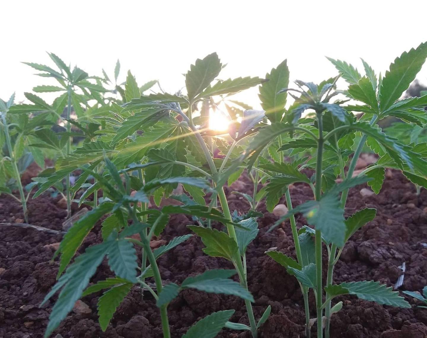Ladro di cannabis bloccato e arrestato
