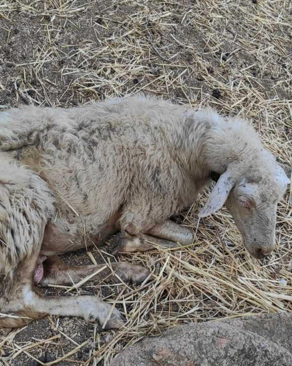 Blue tongue alle porte di Nuoro