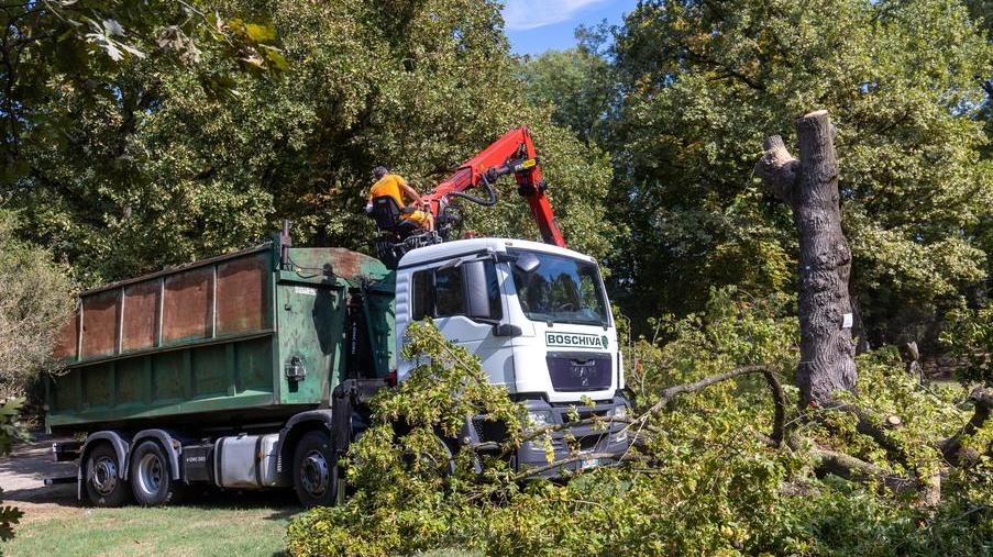 Buskers, cinque alberi tagliati per la sicurezza del Parco Massari