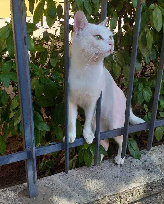 Neve "gatto di condominio” ora ha bisogno di una casa 