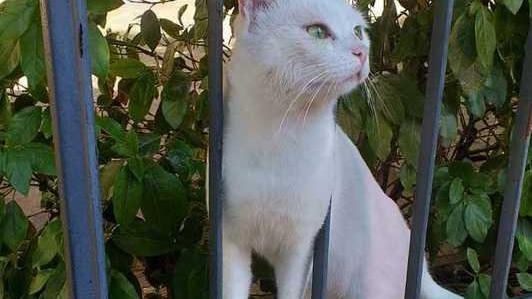 Neve "gatto di condominio” ora ha bisogno di una casa
