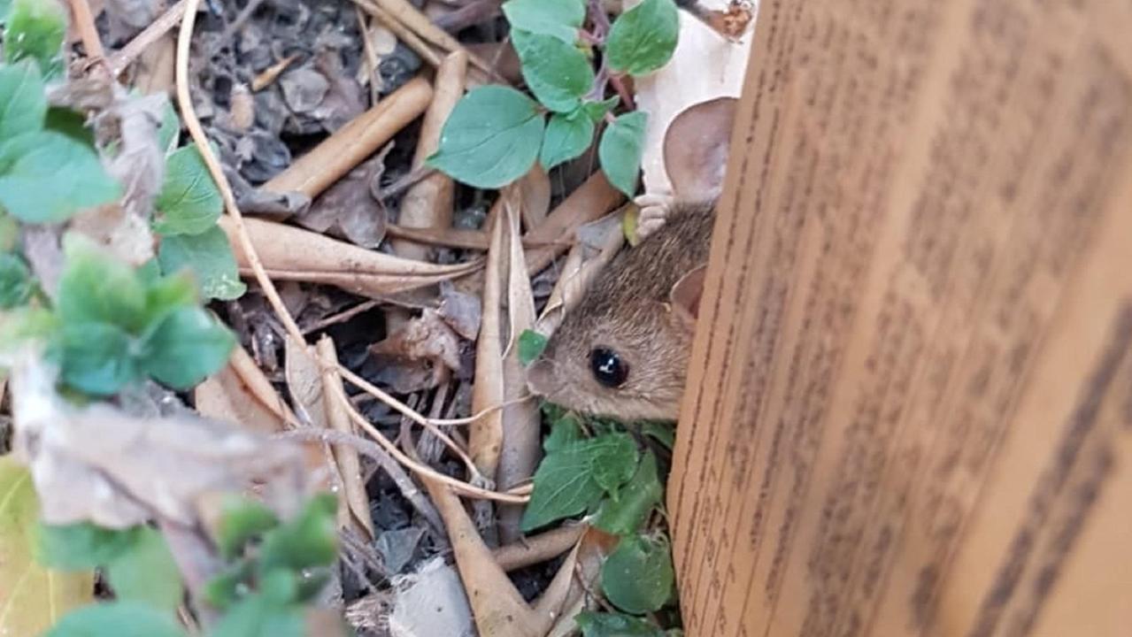 Un ratto (foto d'archivio)