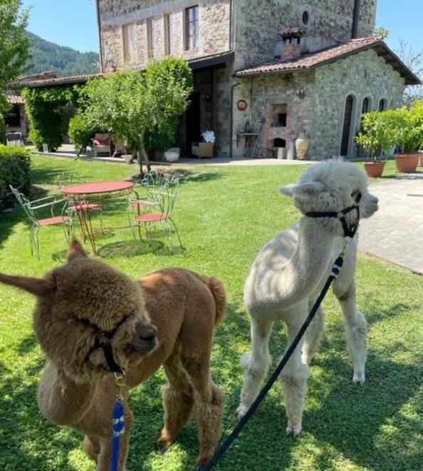 Animali simbolo di dolcezza e tenacia 