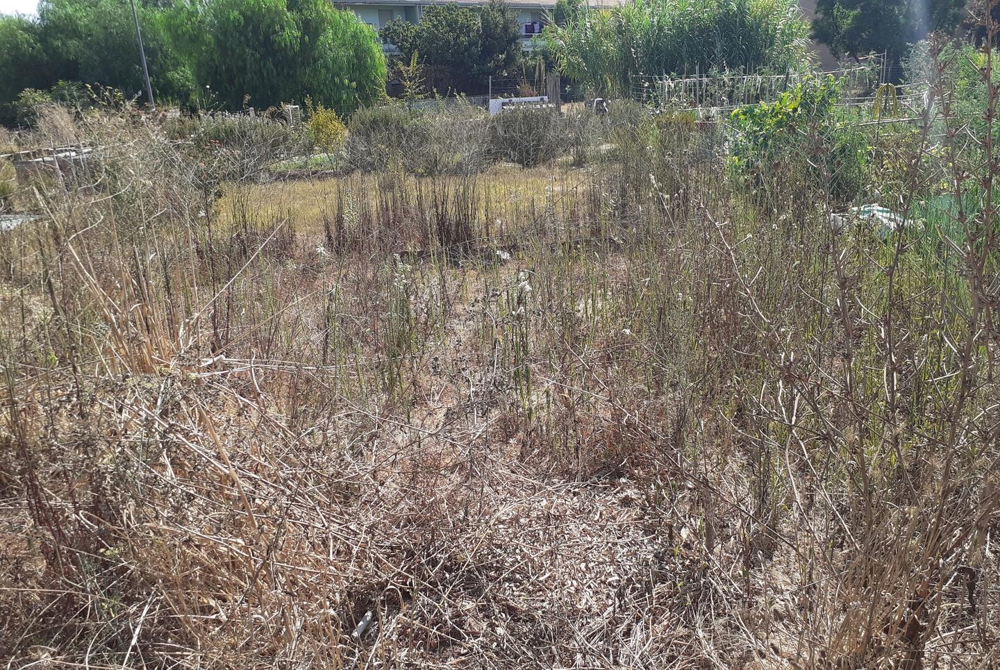 Orti urbani dimenticati il nuovo bando pronto a primavera